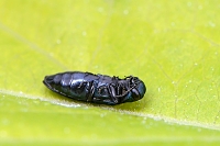 Agrilus cyanescens 6-2021 7850